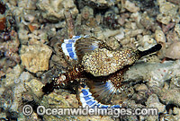 Short Seamoth Eurypegasus draconis Photo - Gary Bell