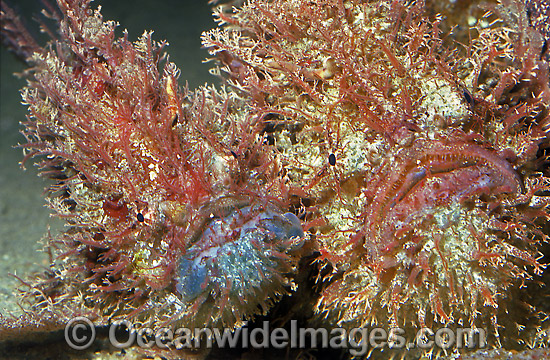Tasselled Anglerfish male and female pair photo Tasselled Anglerfish male and female pair photo