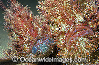 Tasselled Anglerfish male and female pair Photo - Rudie Kuiter
