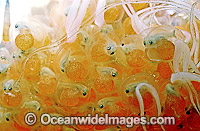 Tasselled Anglerfish eggs Photo - Rudie Kuiter
