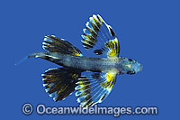 Flying Fish juvenile Photo - Rudie Kuiter
