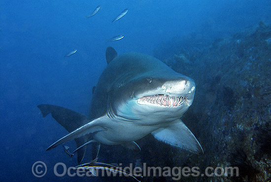 Grey Nurse Shark Carcharias taurus photo Grey Nurse Shark Carcharias taurus photo