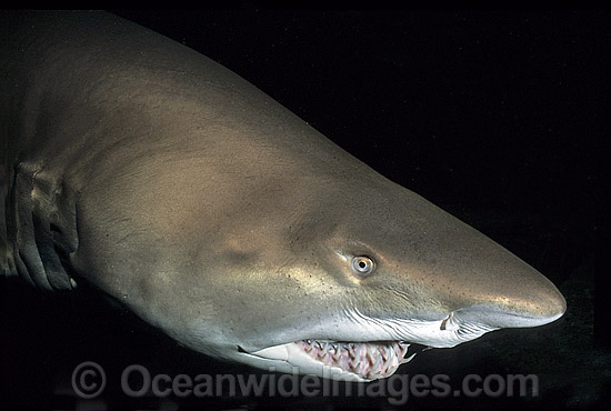 Spotted Ragged-tooth Shark Carcharias taurus photo Spotted Ragged-tooth Shark Carcharias taurus photo