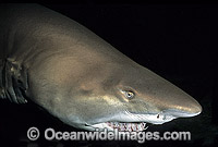 Spotted Ragged-tooth Shark Carcharias taurus Photo - Gary Bell