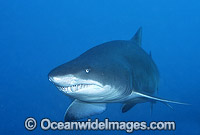 Grey Nurse Shark Carcharias taurus Photo - Gary Bell