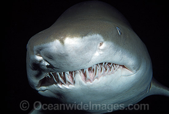 Spotted Ragged-tooth Shark Carcharias taurus photo Spotted Ragged-tooth Shark Carcharias taurus photo