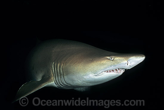 Grey Nurse Shark Carcharias taurus photo Grey Nurse Shark Carcharias taurus photo