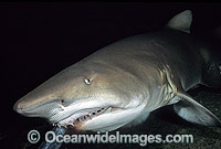 Grey Nurse Shark Photo - Gary Bell
