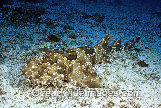 Spotted Wobbegong Shark photo Spotted Wobbegong Shark photo