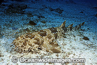 Spotted Wobbegong Shark Photo - Gary Bell