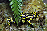 Corroboree Frog Pseudophryne corroboree Photo - Gary Bell