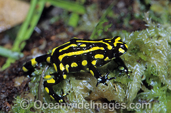 Corroboree Frog photo