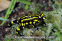 Corroboree Frog Photo - Gary Bell