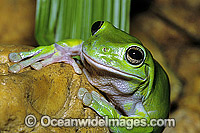 Green Tree Frog Litoria caerulea Photo - Gary Bell