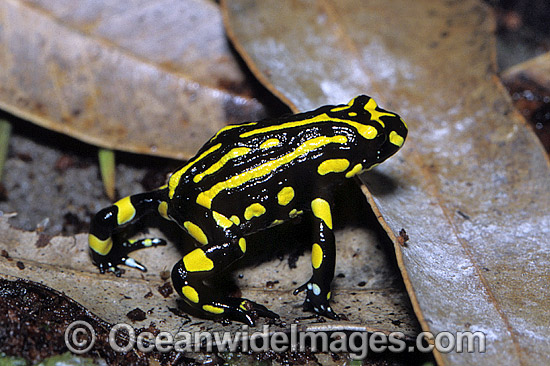 Corroboree Frog Pseudophryne corroboree photo