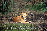 Australian Dingo Canus dingo Photo - Gary Bell