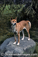 Dingo Canus dingo Photo - Gary Bell