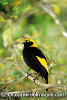 Regent Bowerbird male Photo - Gary Bell