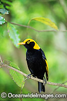 Regent Bowerbird Sericulus chrysocephalus Photo - Gary Bell