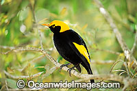Regent Bowerbird male Photo - Gary Bell