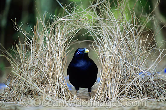 Satin Bowerbird male in bower photo