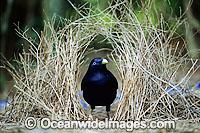 Satin Bowerbird male in bower Photo - Gary Bell