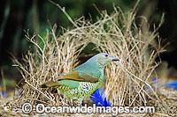 Satin Bowerbird female in bower Photo - Gary Bell