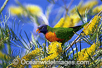 Rainbow Lorikeet feeding on flowers Photo - Gary Bell