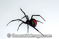 Red-back Spider Latrodectus hasselti  Photo - Gary Bell