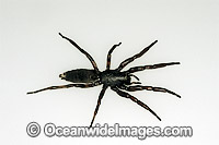 White-tailed Spider Lampona cylindrata  Photo - Gary Bell