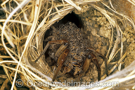 Wolf Spider Lycosa godeffroyi with young photo Wolf Spider Lycosa godeffroyi with young photo