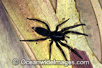 White-tailed Spider Lampona cylindrata Photo - Gary Bell