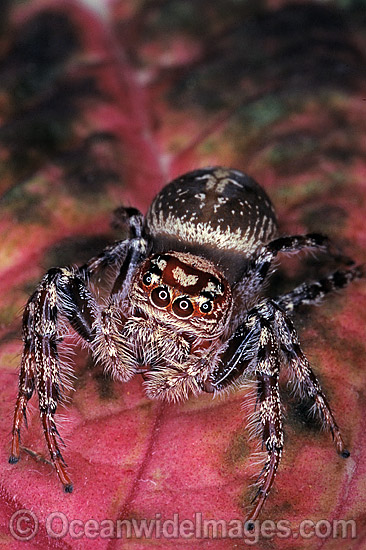 Garden Jumping Spider Salticidae photo Garden Jumping Spider Salticidae photo