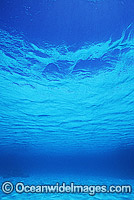 Underwater seascape sea floor Photo - Gary Bell