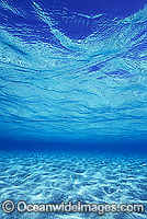 Underwater seascape Coral Sea Photo - Gary Bell