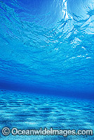 Underwater seascape Coral Sea Photo - Gary Bell