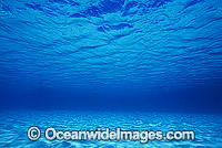 Underwater seascape Coral Sea Photo - Gary Bell
