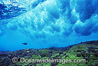 Surgeonfish beneath breaking wave Photo - Gary Bell