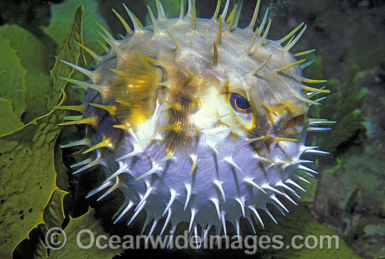 Globefish Diodon nichthemerus photo