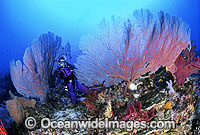 Scuba Diver and Gorgonian Corals Photo - Gary Bell