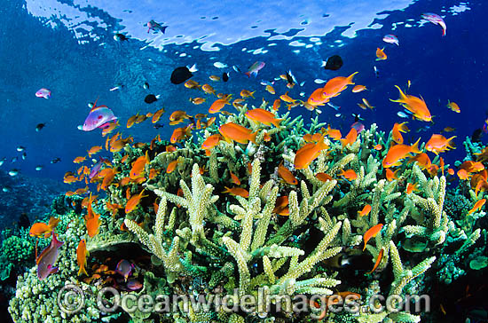 Great Barrier Reef photo Great Barrier Reef photo