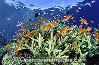 Great Barrier Reef Photo - Gary Bell