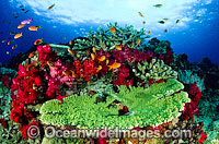 Orange Fariy Basslets Soft Coral Photo - Gary Bell
