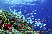 Great Barrier Reef Photo - Gary Bell