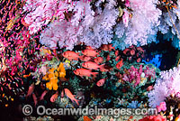Big-eye Soldierfish and Soft Coral Photo - Gary Bell