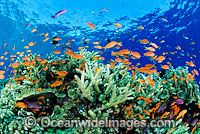 Orange Fairy Basslets and Coral Photo - Gary Bell