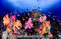 Great Barrier Reef Photo - Gary Bell