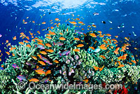 Orange Fairy Basslets and Coral Photo - Gary Bell