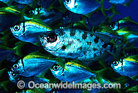 Blotched Bigeye Heteropriacanthus cruentatus Photo - Gary Bell