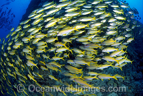 Yellow-striped Goatfish Mulloidichthys vanicolensis photo Yellow-striped Goatfish Mulloidichthys vanicolensis photo